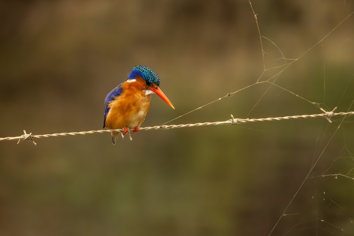 Malachite Kingfisher - Antonio Rodriguez-Sinovas