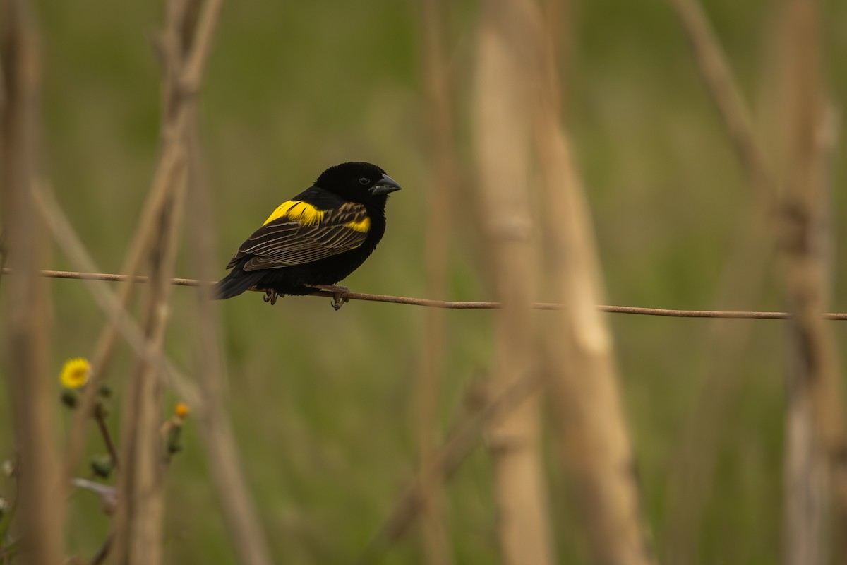 Yellow Bishop - Antonio Rodriguez-Sinovas