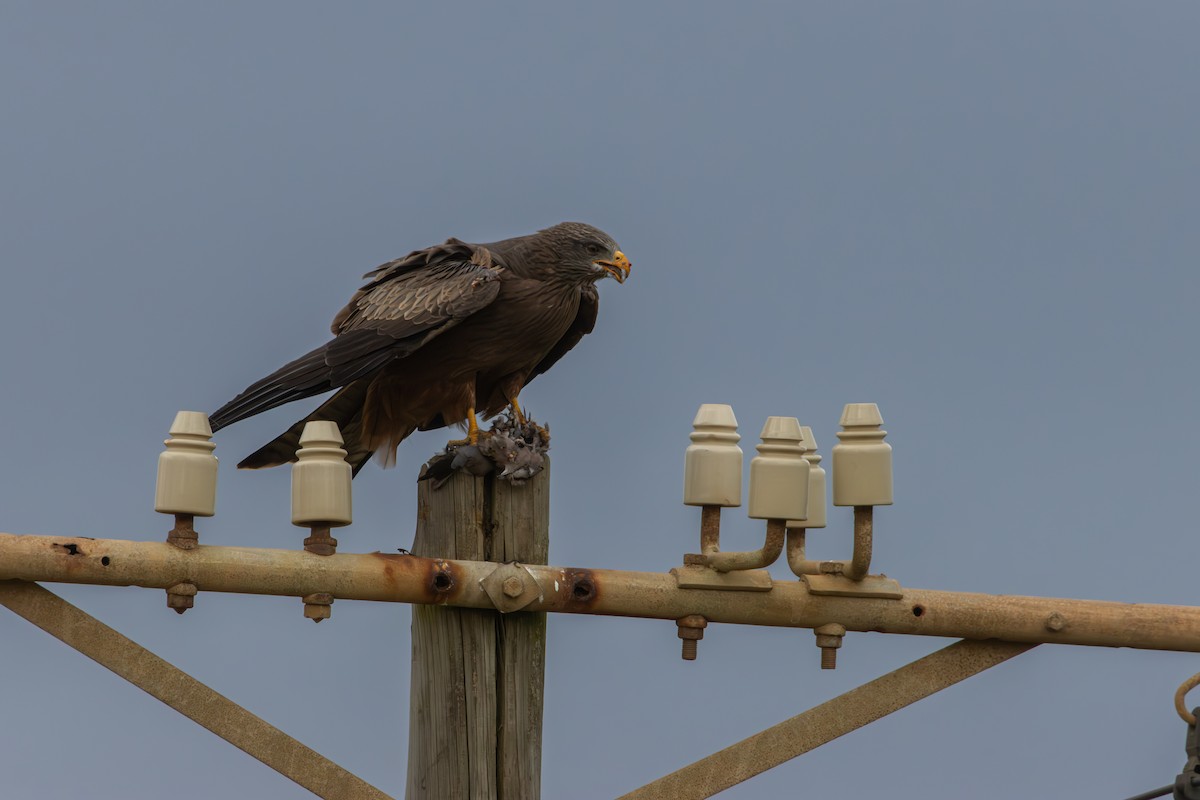 Black Kite (Yellow-billed) - Antonio Rodriguez-Sinovas