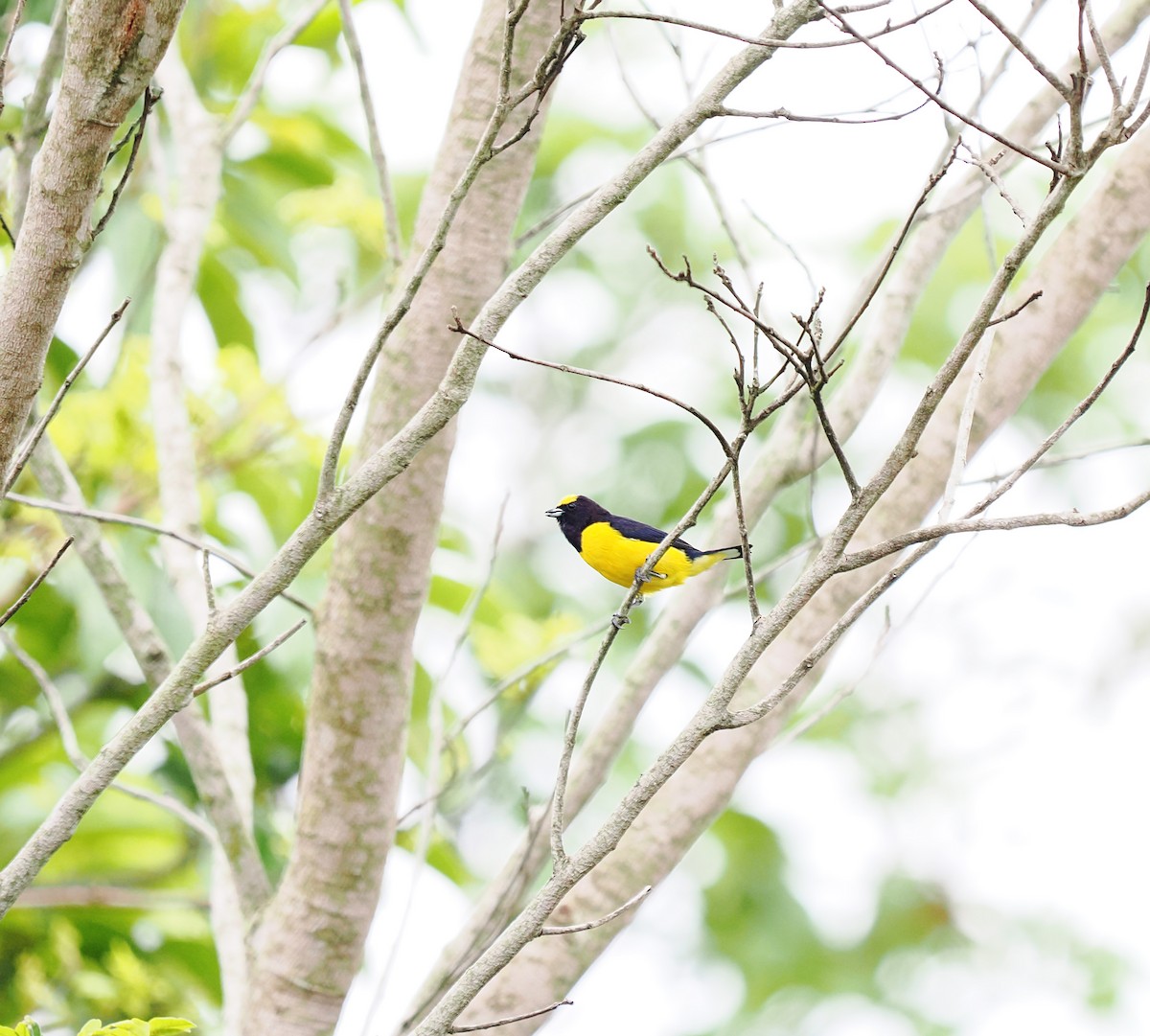 Purple-throated Euphonia - ML631019770