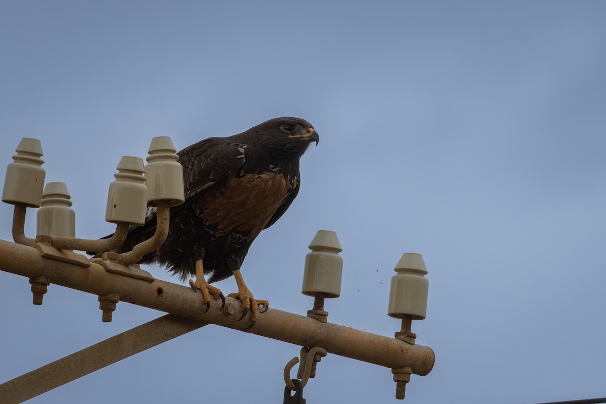 Jackal Buzzard - Antonio Rodriguez-Sinovas