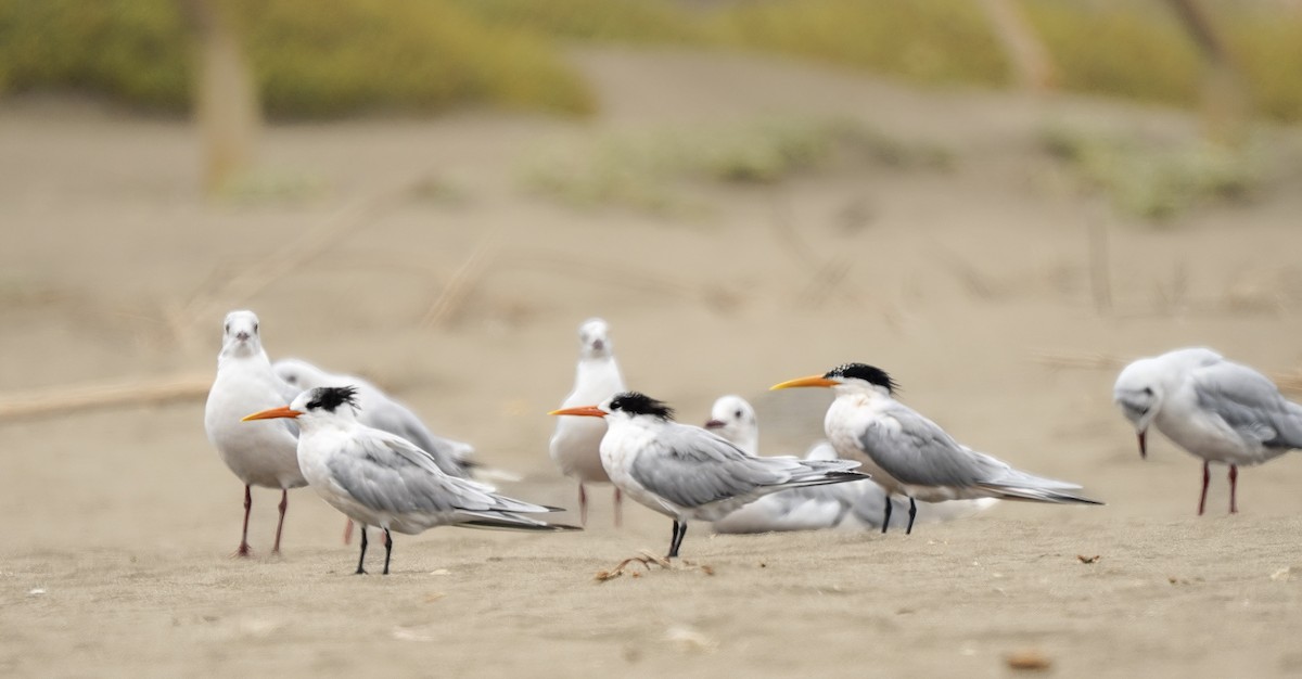 Elegant Tern - ML631019785