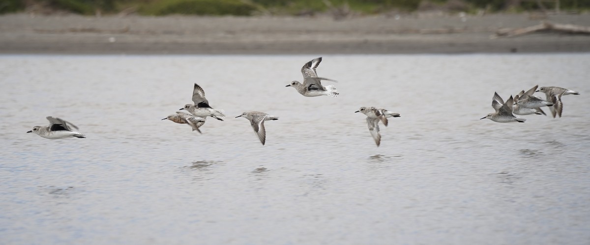 Black-bellied Plover - ML631019791