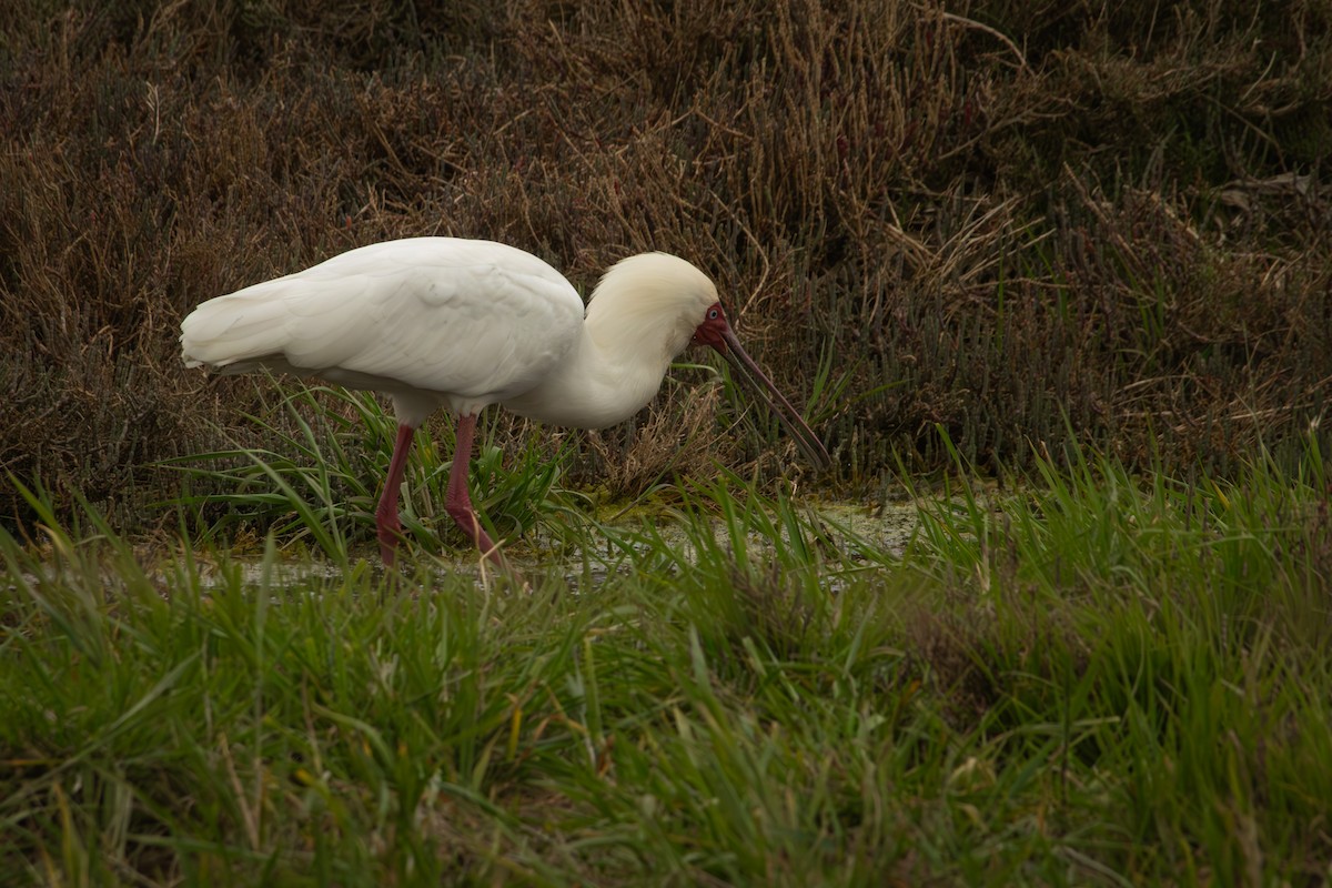 African Spoonbill - Antonio Rodriguez-Sinovas
