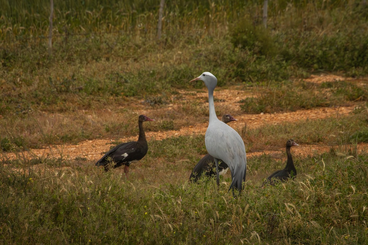 Blue Crane - Antonio Rodriguez-Sinovas