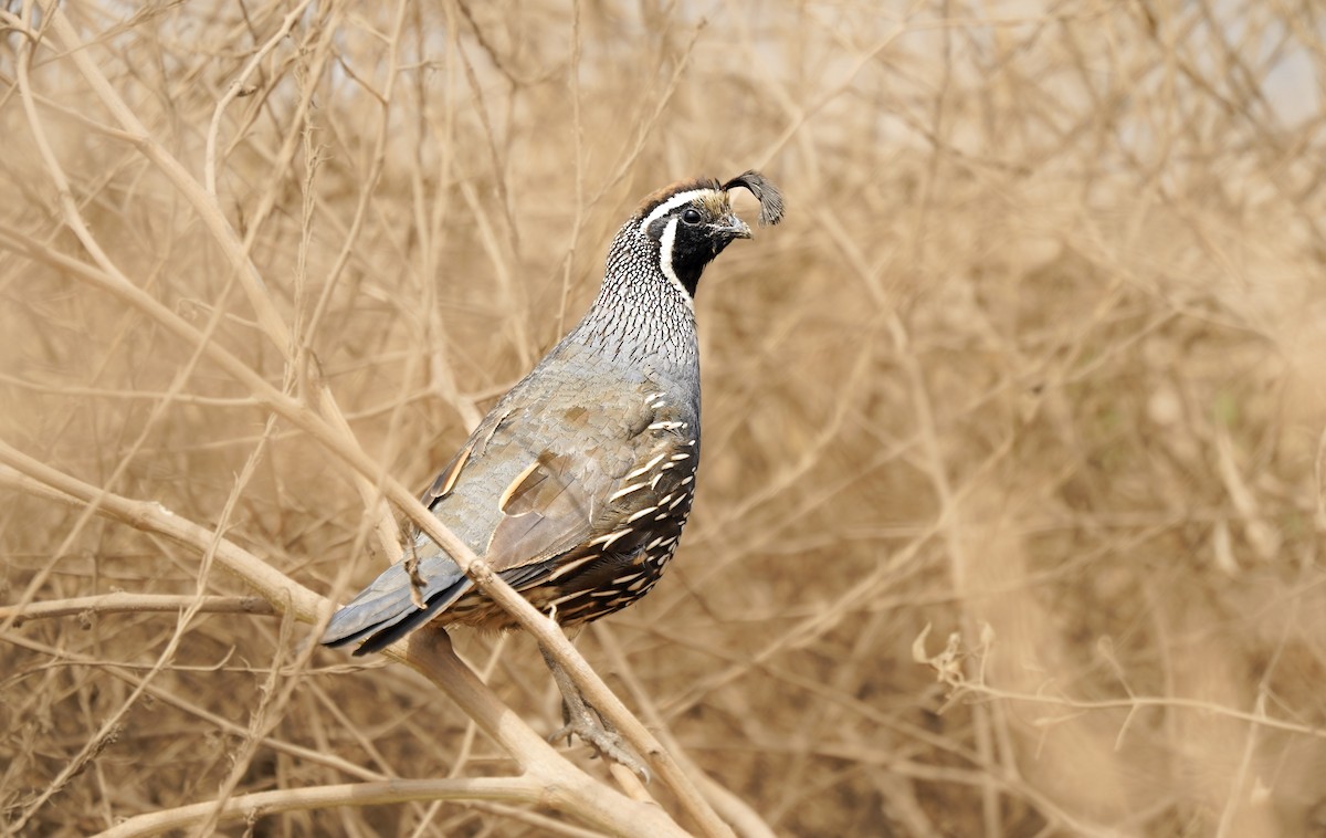California Quail - ML631019870