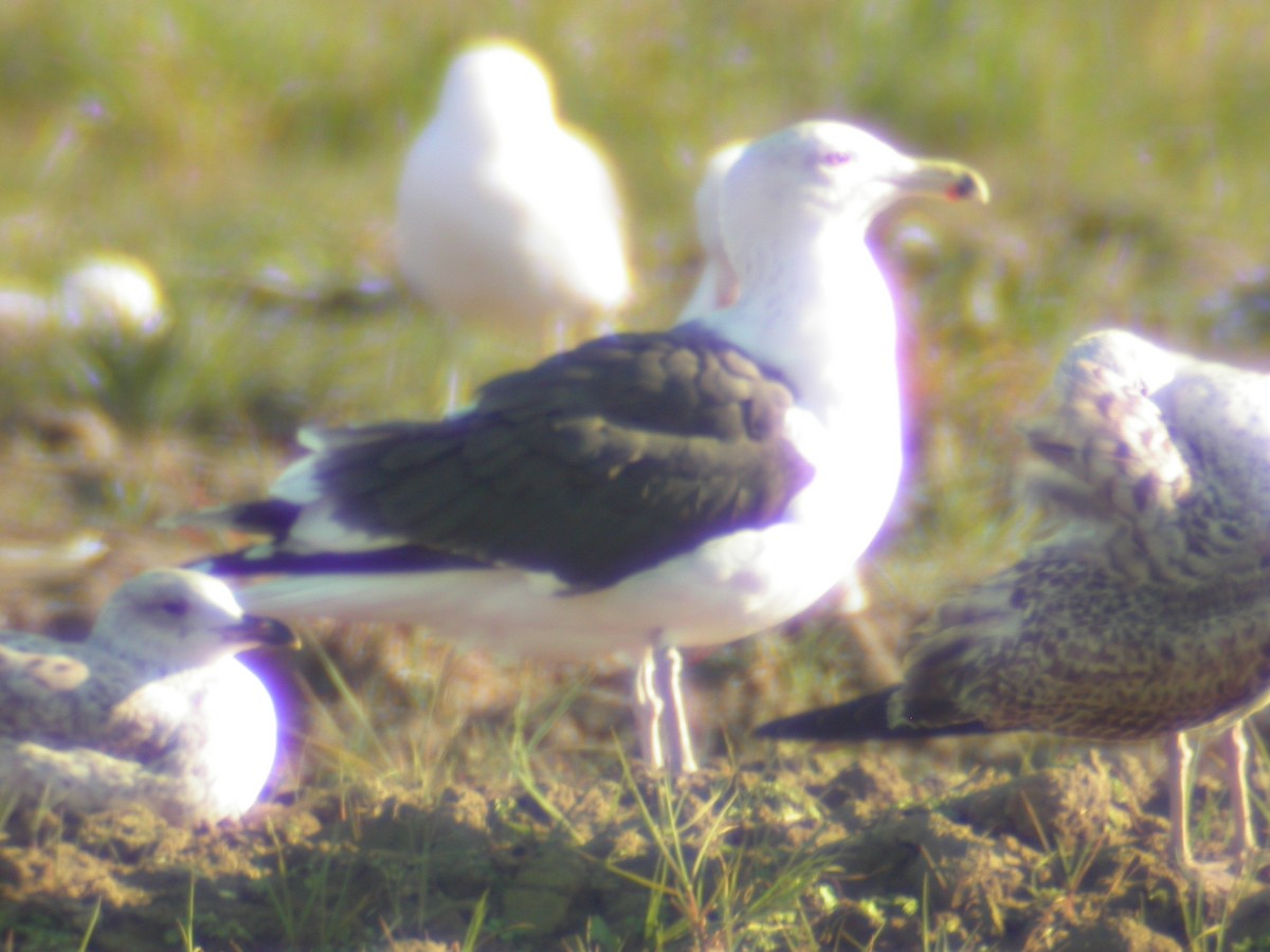 Great Black-backed Gull - ML631019895