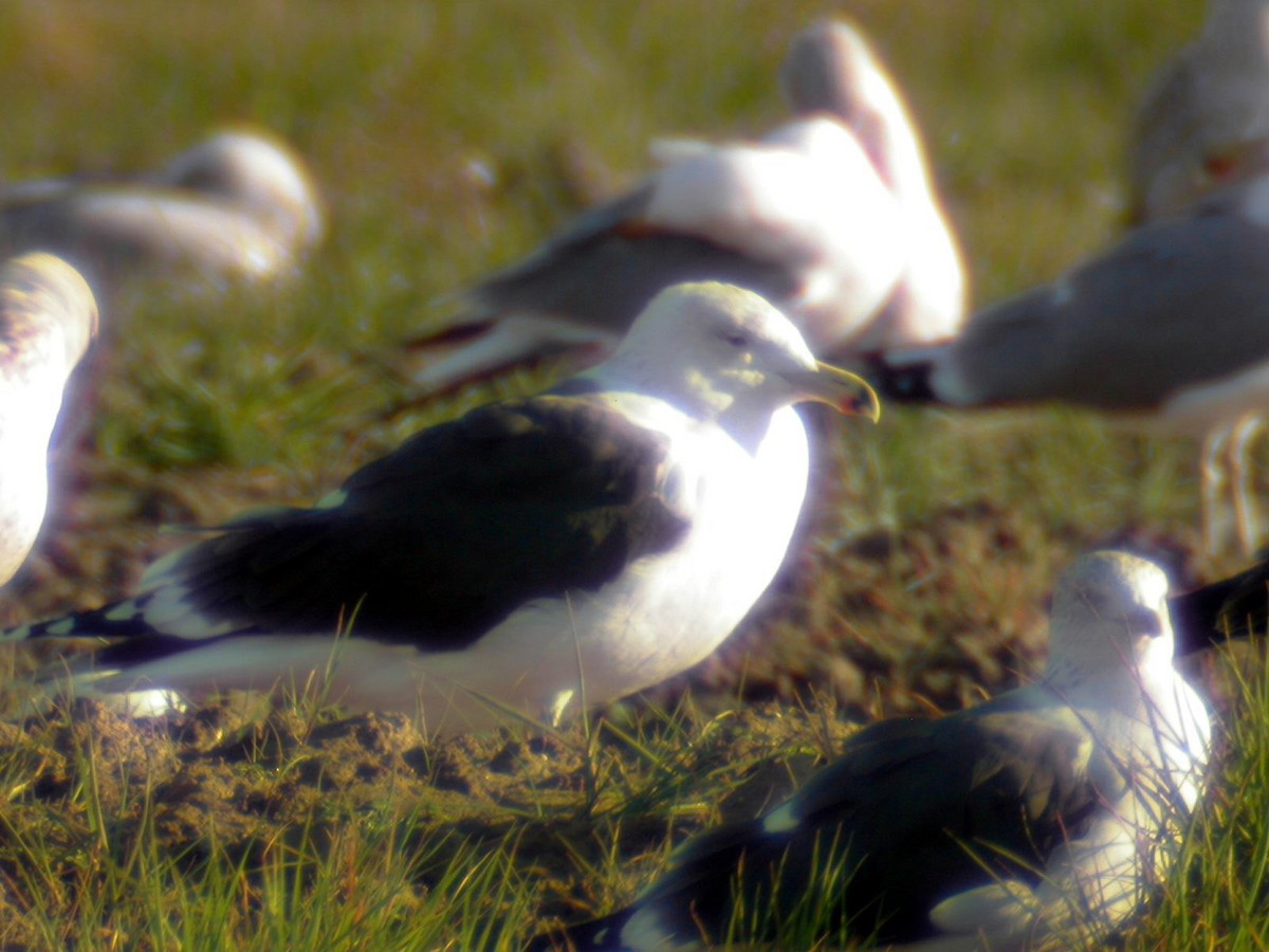 Great Black-backed Gull - ML631019911