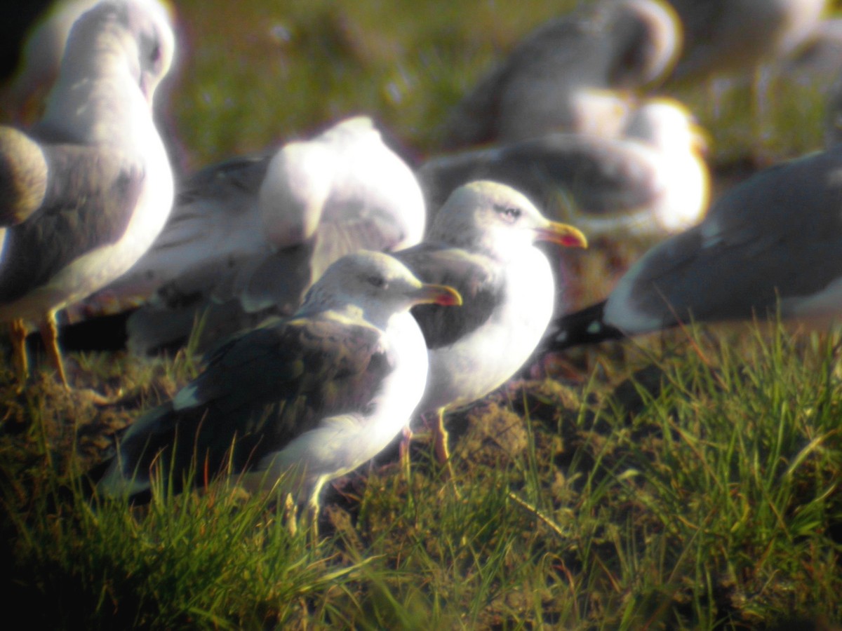 Lesser Black-backed Gull - ML631019944