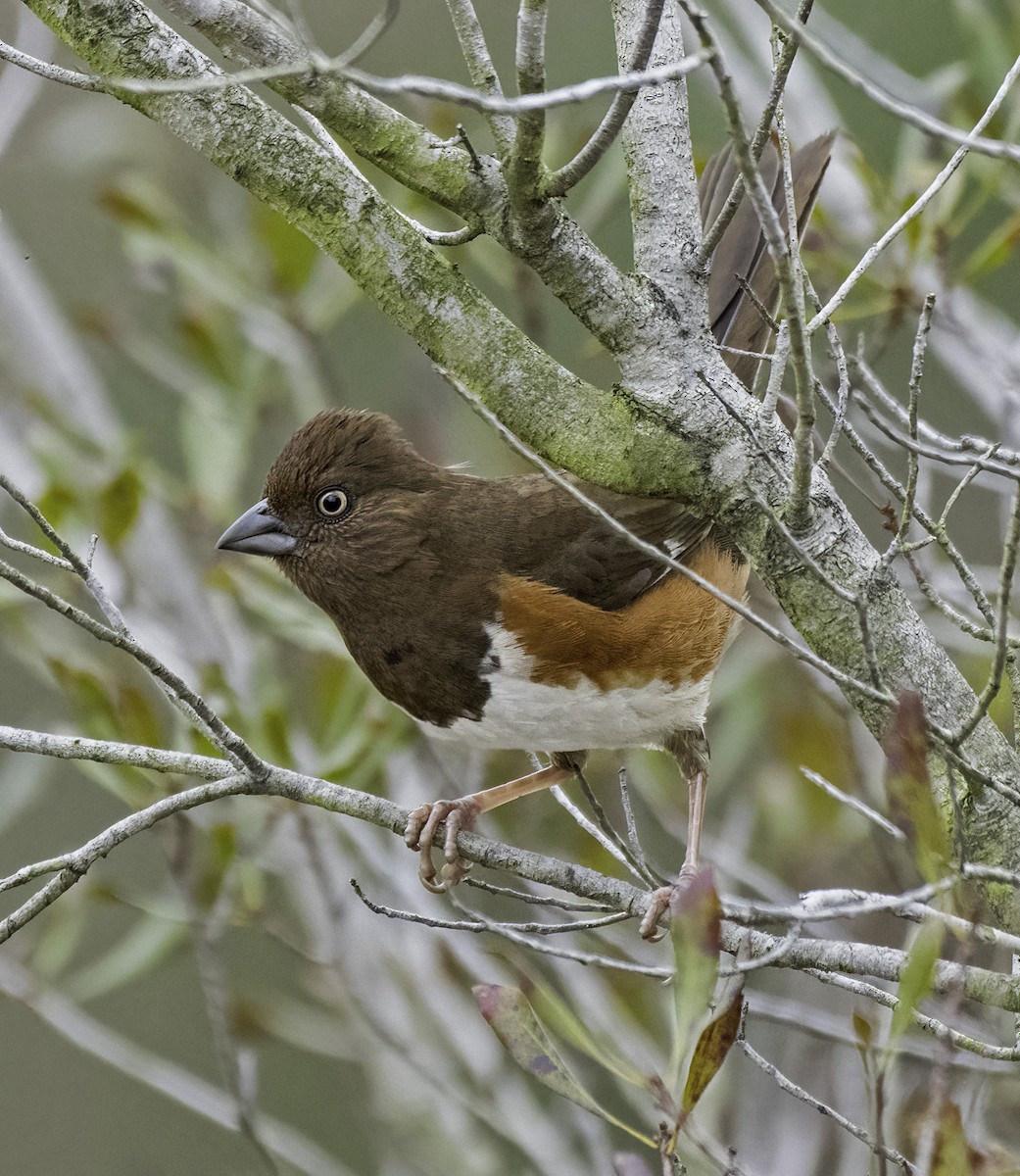 Eastern Towhee (White-eyed) - ML631019945