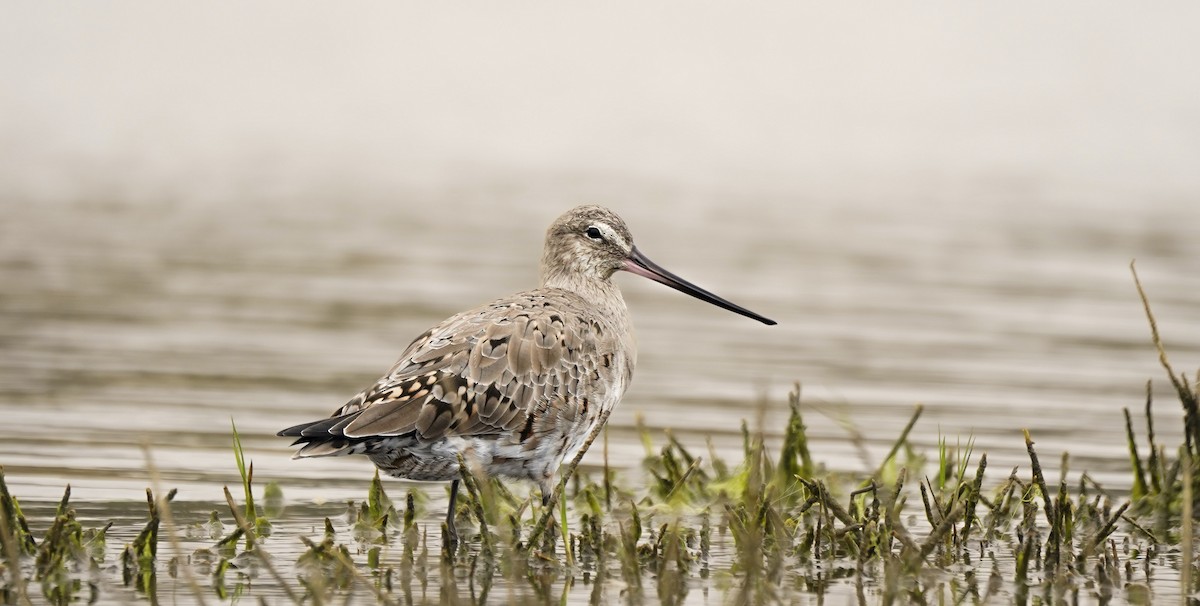 Hudsonian Godwit - ML631020068