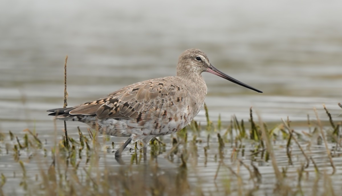 Hudsonian Godwit - ML631020069