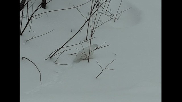 Цагаан ахууна - ML631020220