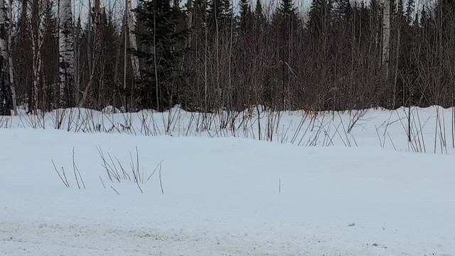 Цагаан ахууна - ML631020222