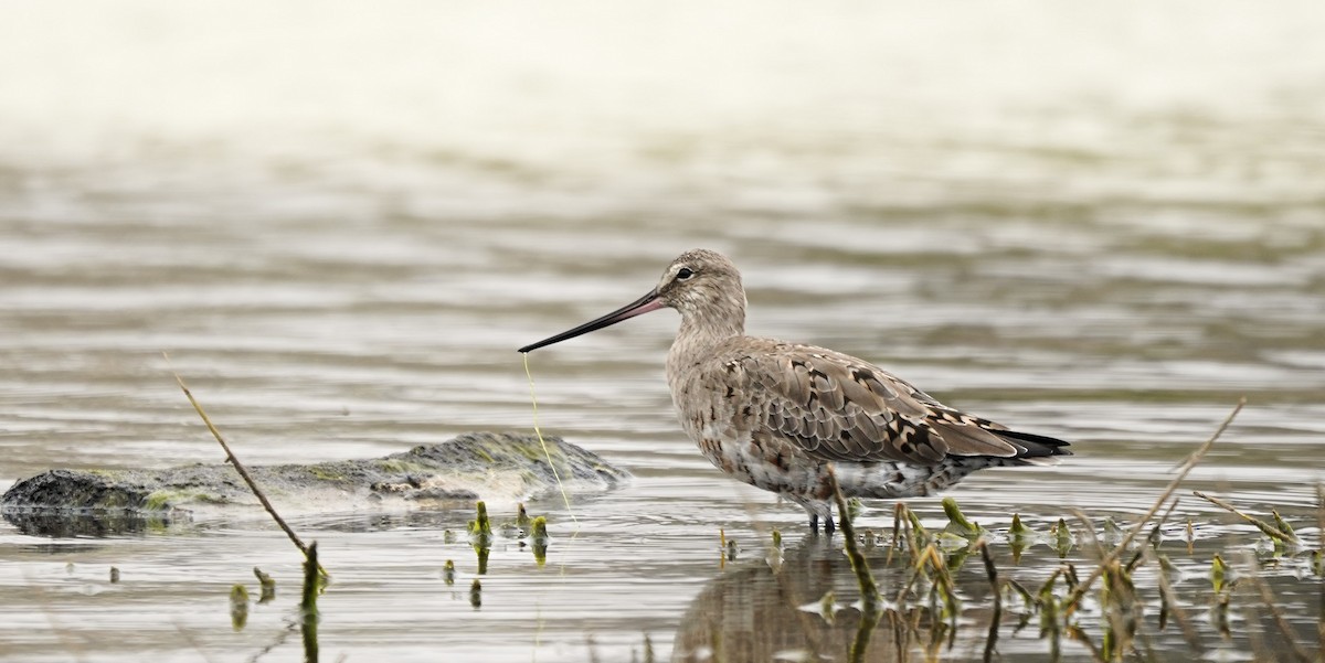 Hudsonian Godwit - ML631020364
