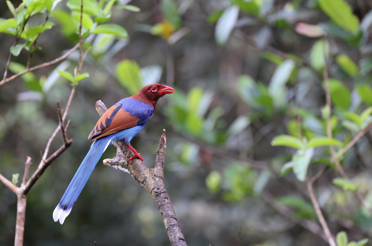 Sri Lanka Blue-Magpie - ML631020365