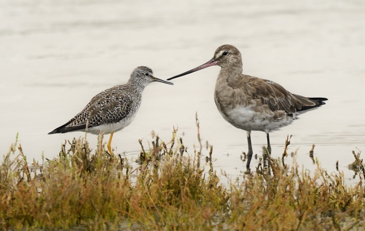 Hudsonian Godwit - ML631020392