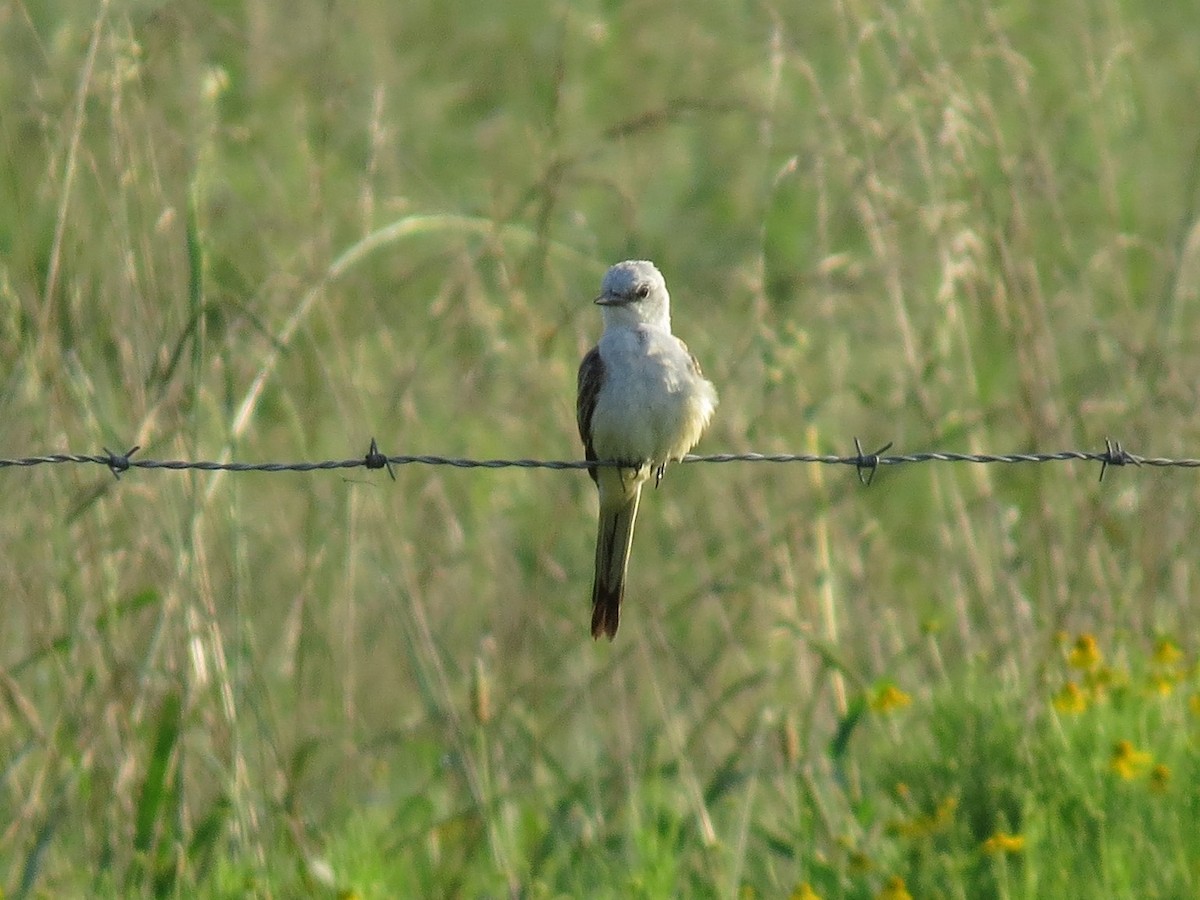 Scissor-tailed Flycatcher - ML63102071