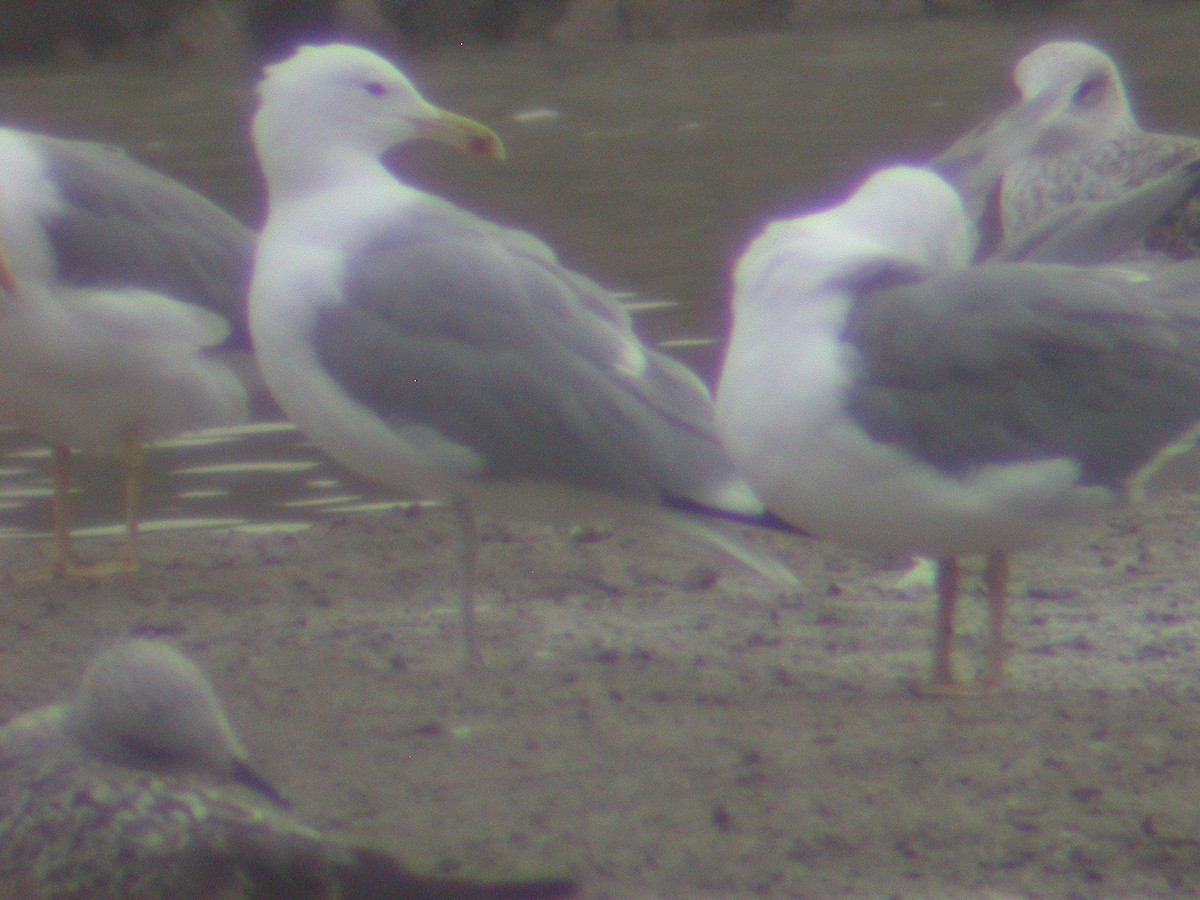 Caspian Gull - ML631020732