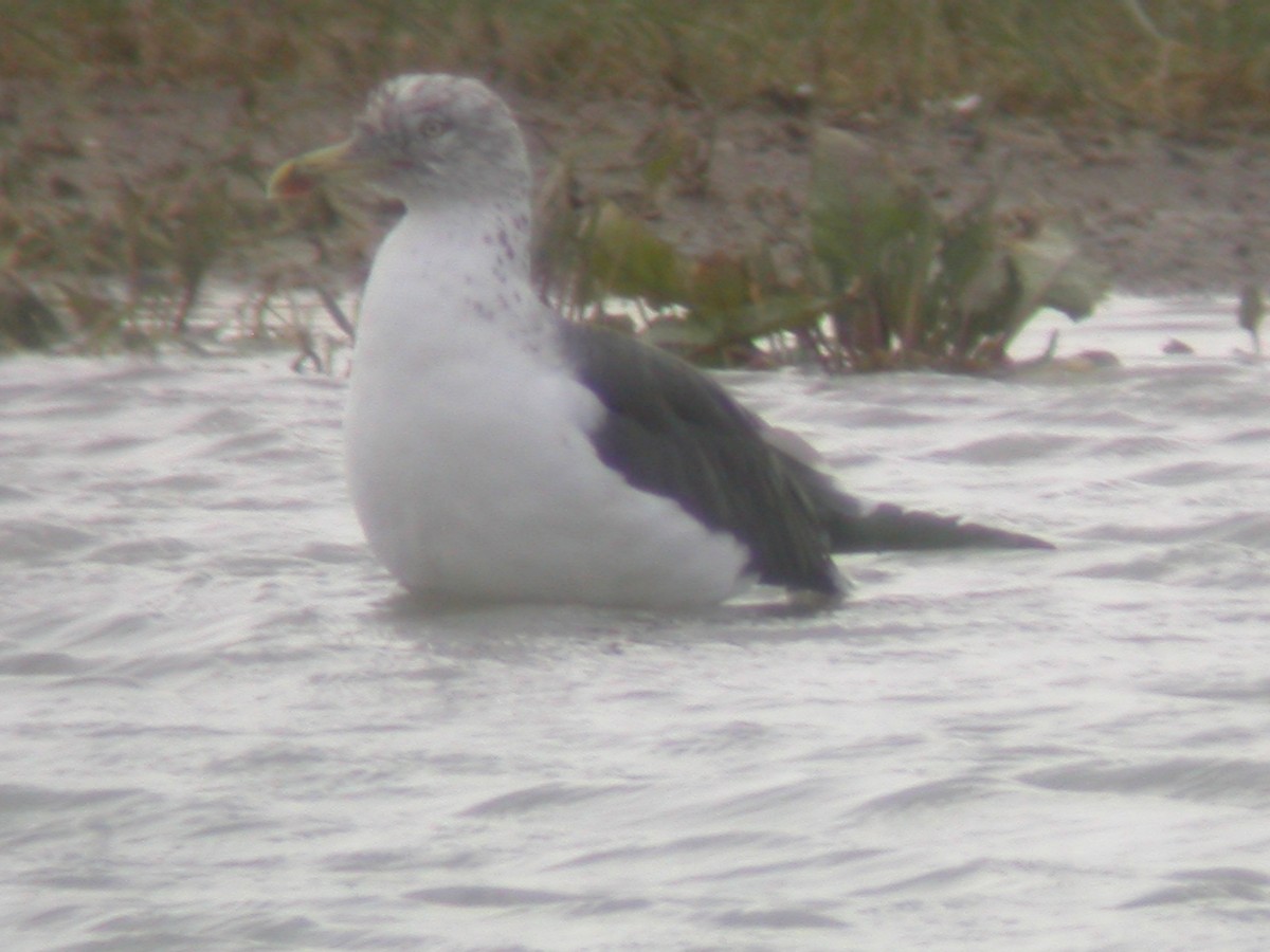 Lesser Black-backed Gull - ML631020832