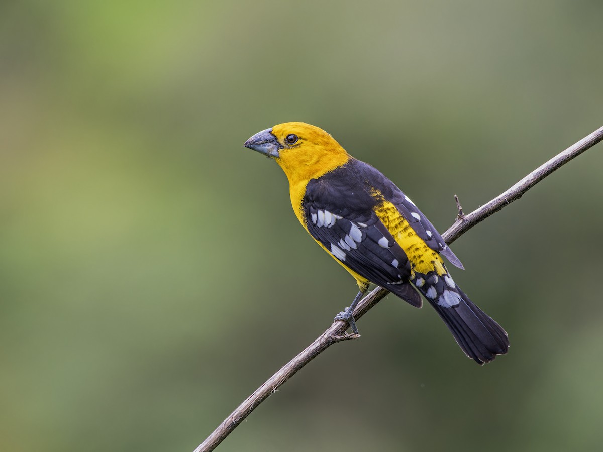 Golden Grosbeak - ML631020890