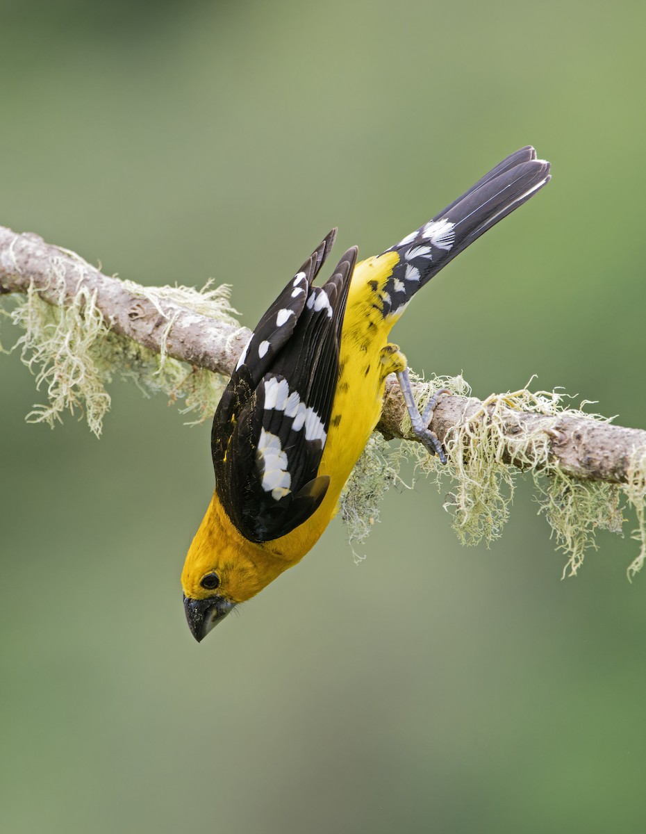 Golden Grosbeak - ML631020897