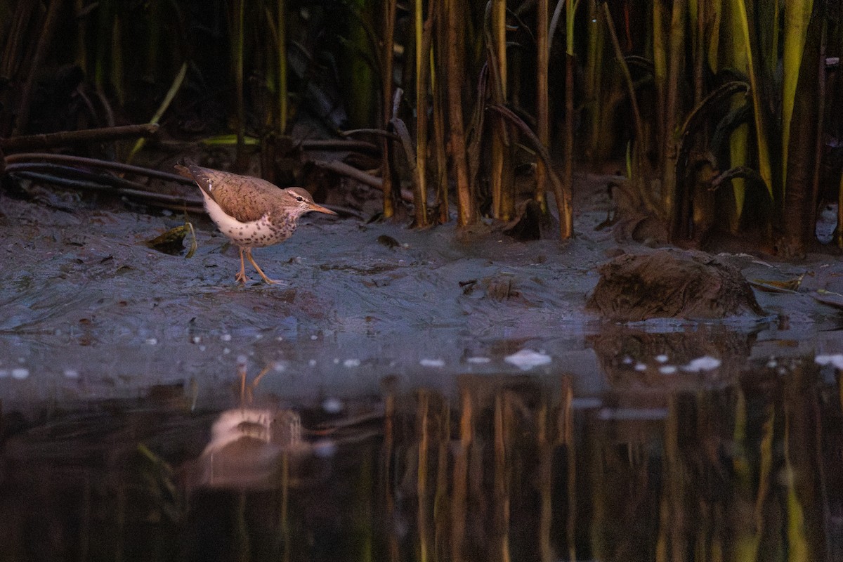 Spotted Sandpiper - ML631020901