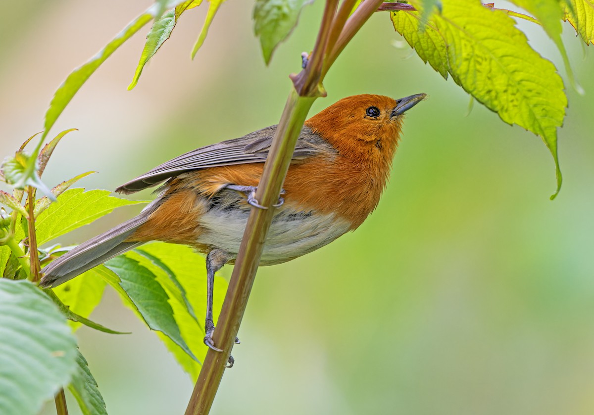Rufous-chested Tanager - ML631020908