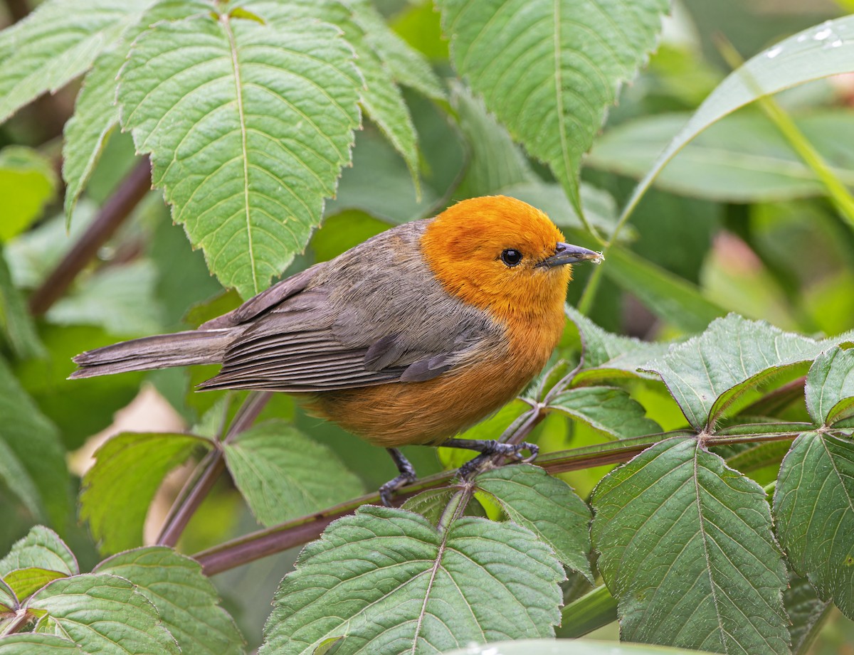 Rufous-chested Tanager - ML631020916
