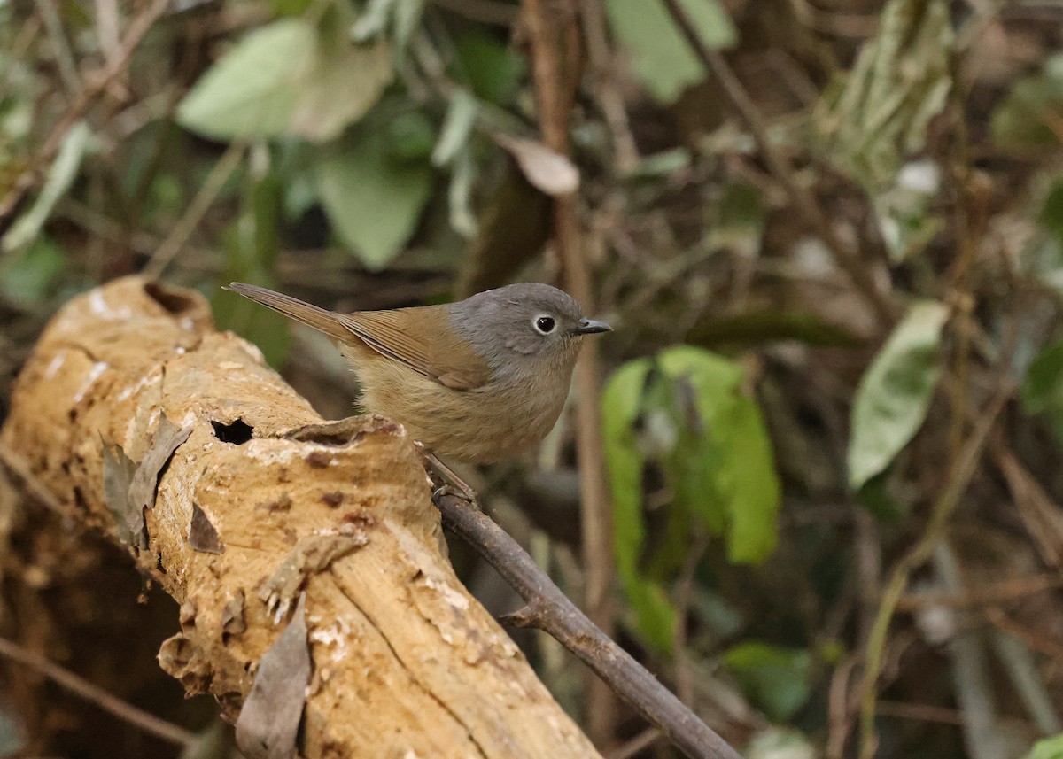 David's Fulvetta - ML631020945