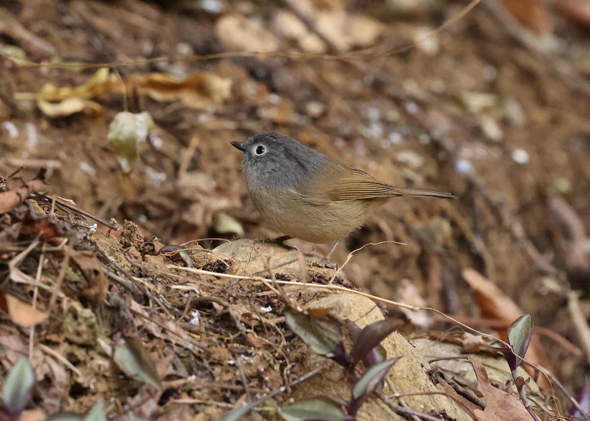 David's Fulvetta - ML631020948