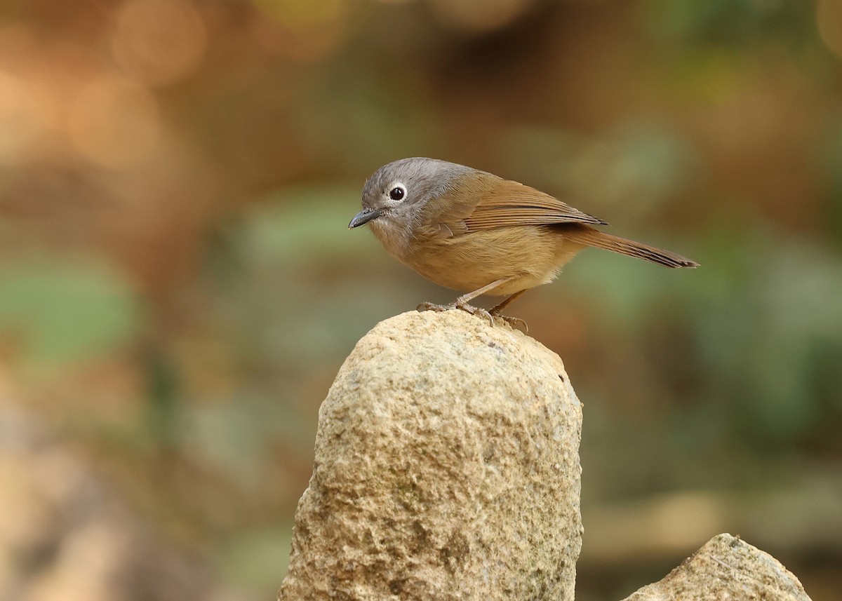 David's Fulvetta - ML631020953