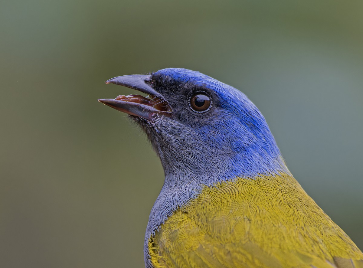Blue-capped Tanager - ML631020954