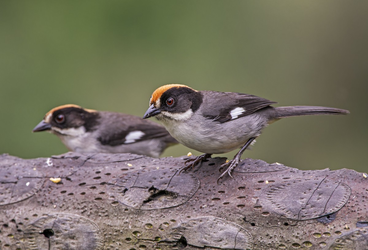 White-winged Brushfinch - ML631020960