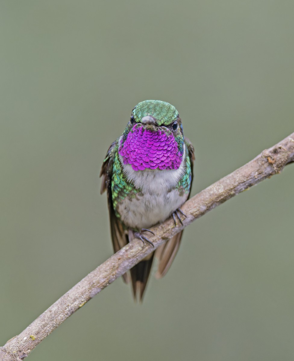 White-bellied Woodstar - ML631020963