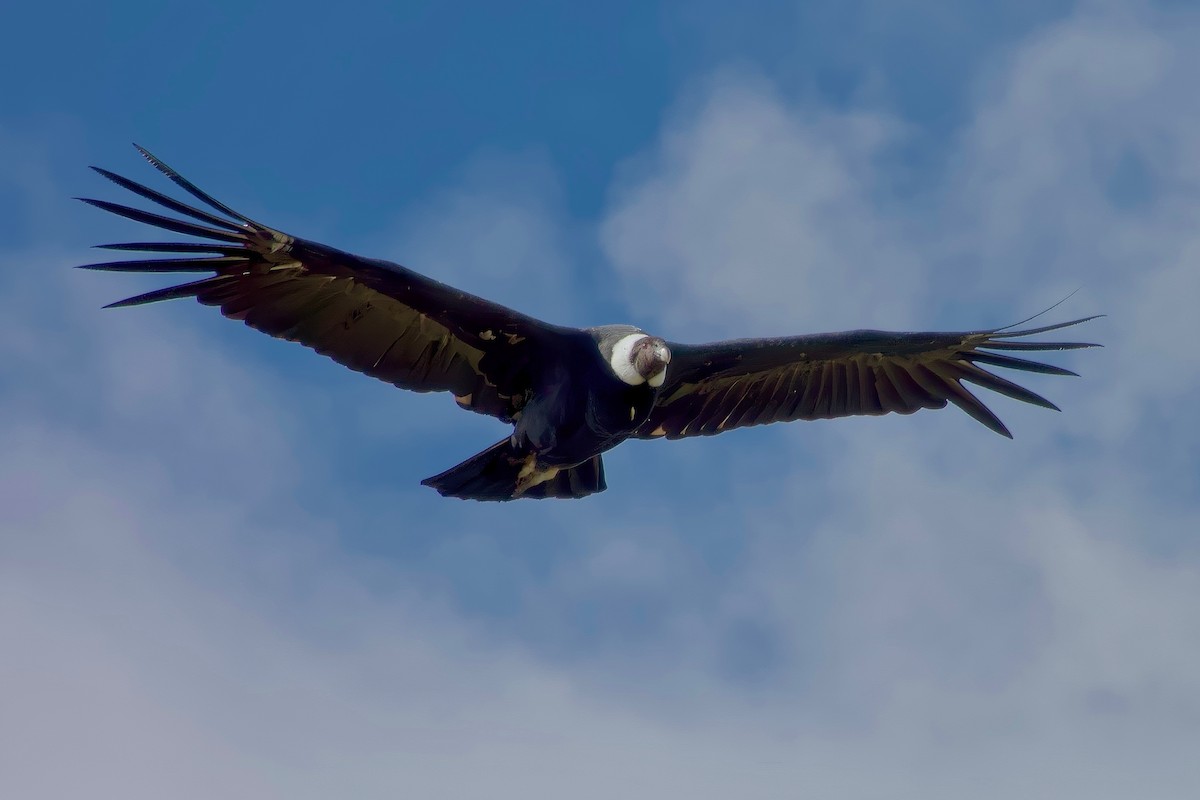 Andean Condor - ML631020967