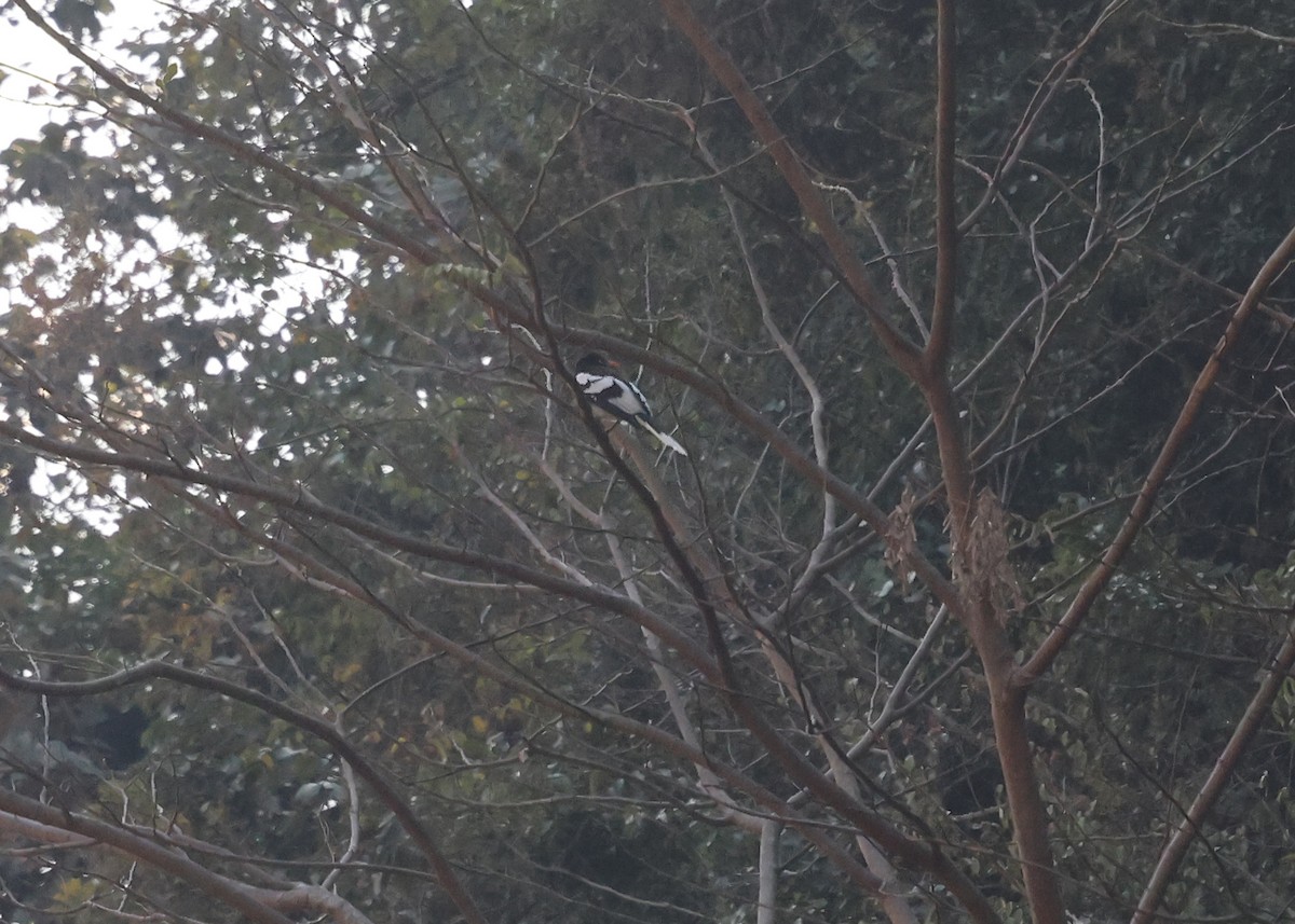 White-winged Magpie - ML631021007