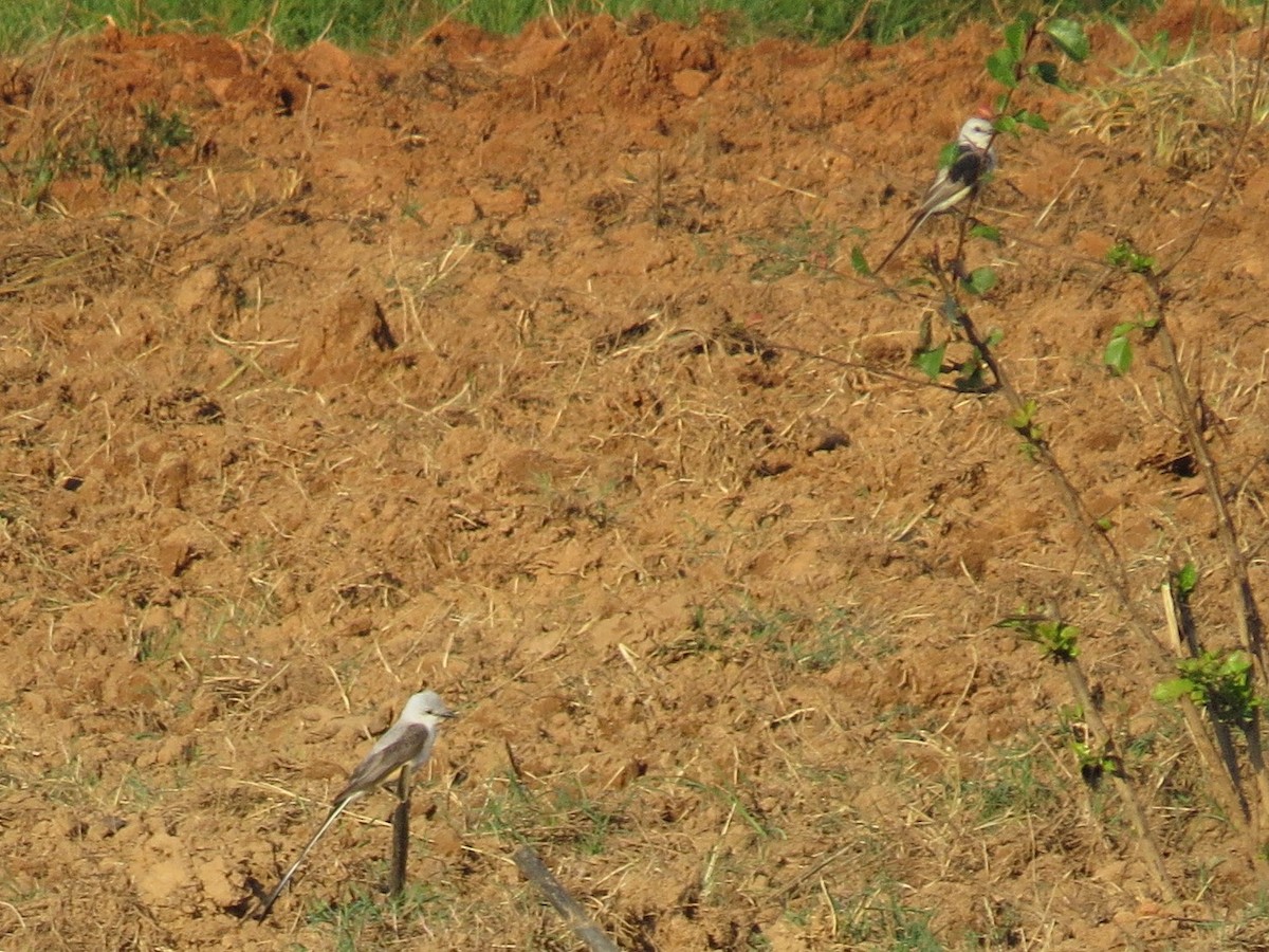 Scissor-tailed Flycatcher - Joan Baker