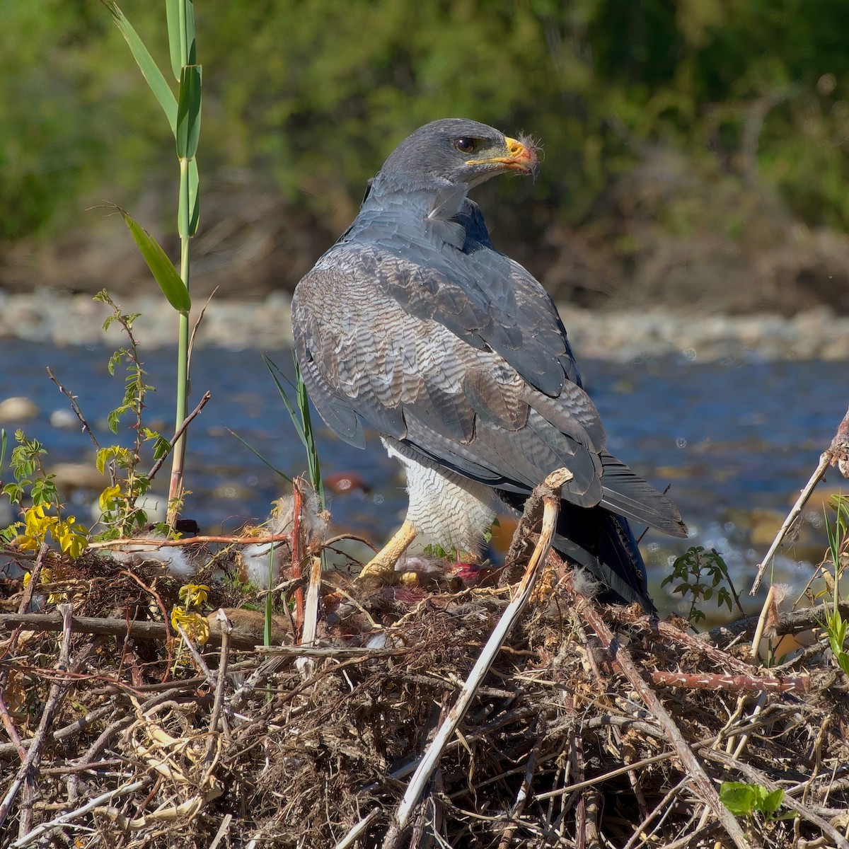 Black-chested Buzzard-Eagle - ML631021113