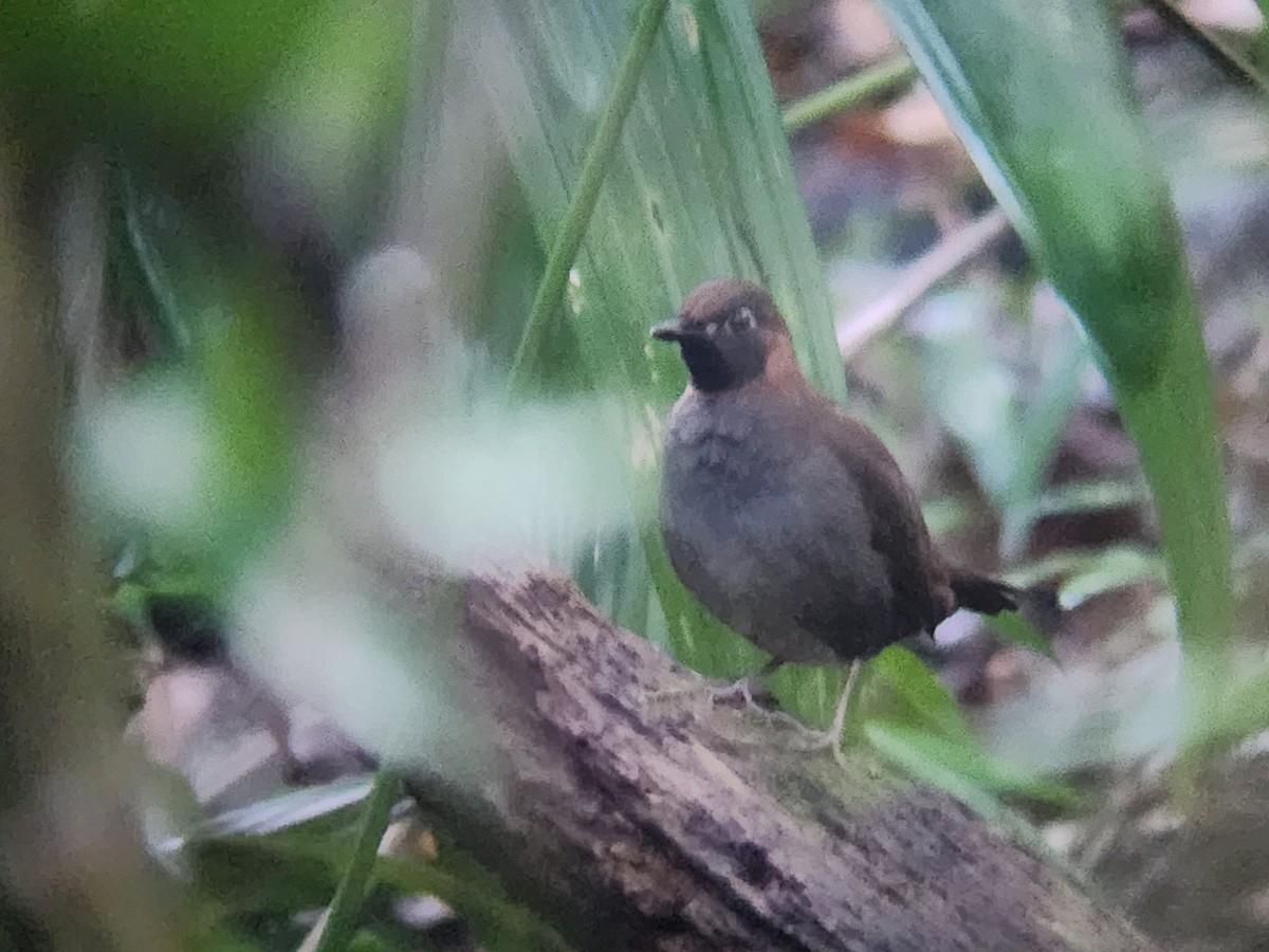 Mayan Antthrush - ML631021124