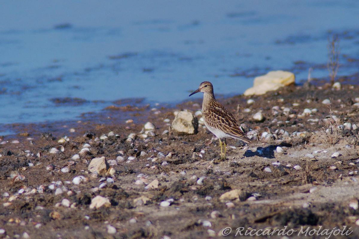 Pectoral Sandpiper - ML631021143