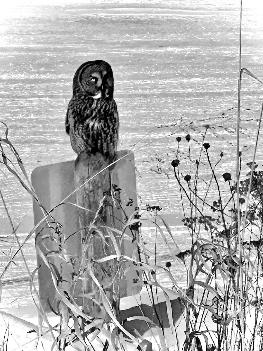 Great Gray Owl - ML631021230