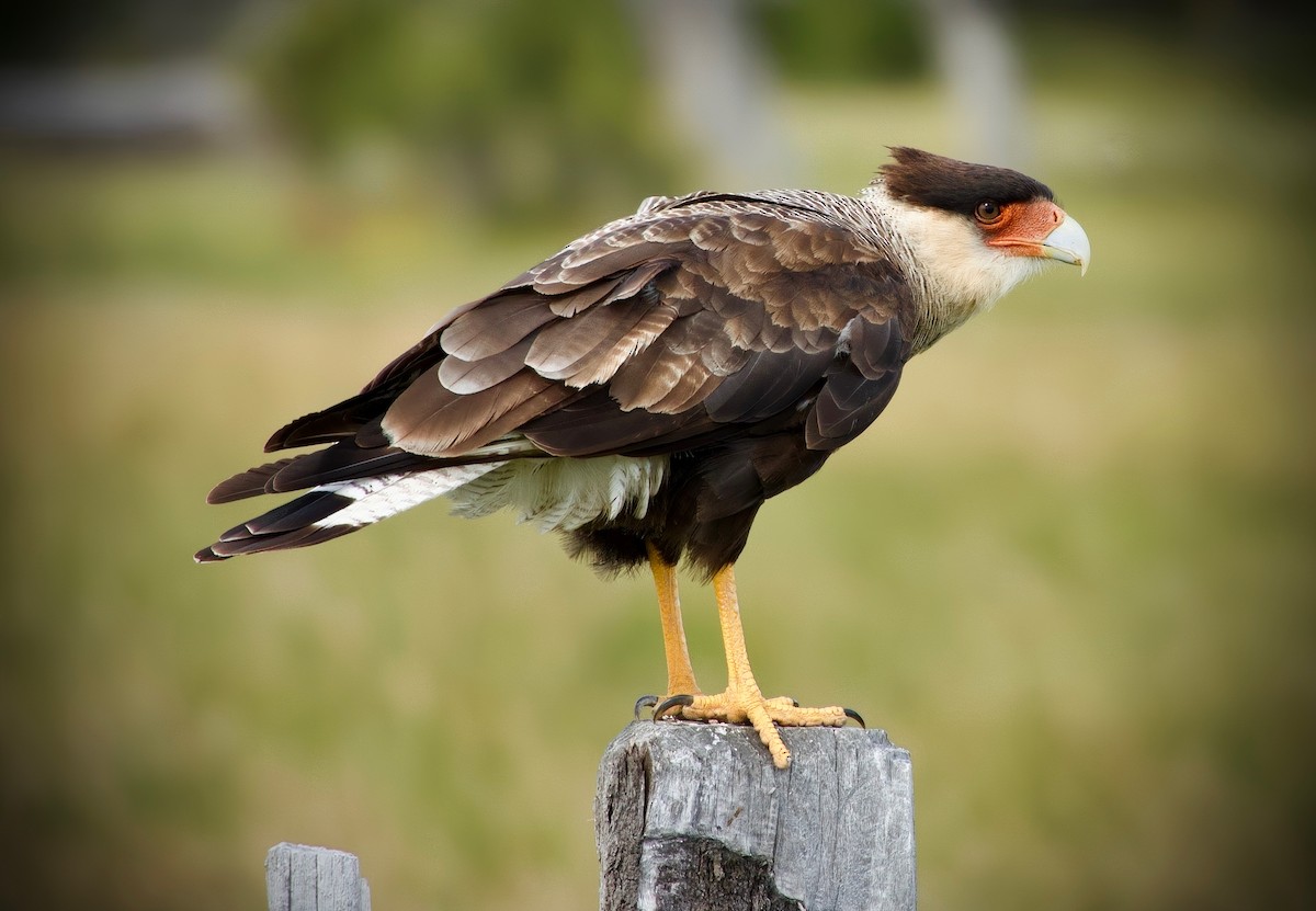 Crested Caracara - ML631021235