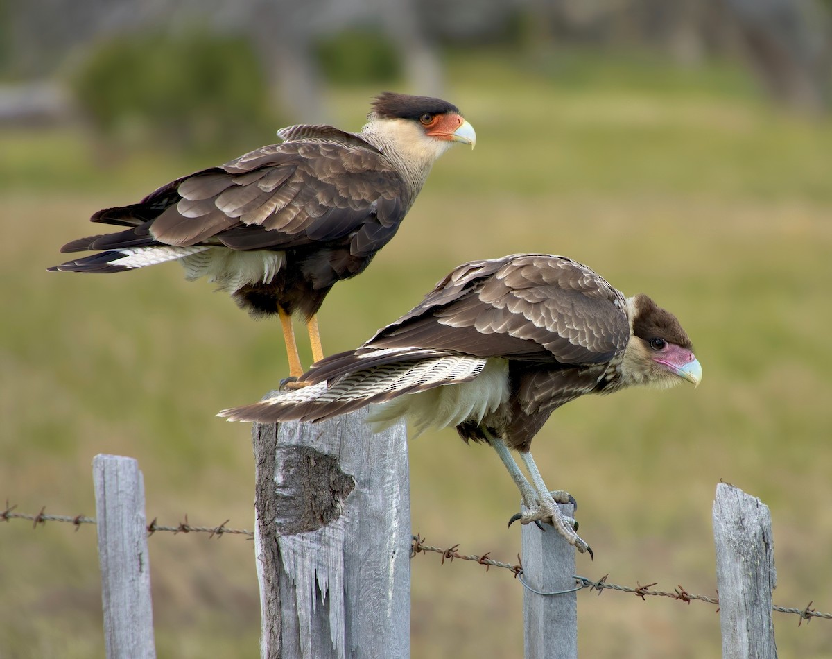Crested Caracara - ML631021236