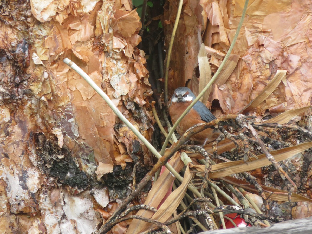 Giant Conebill - ML631021251