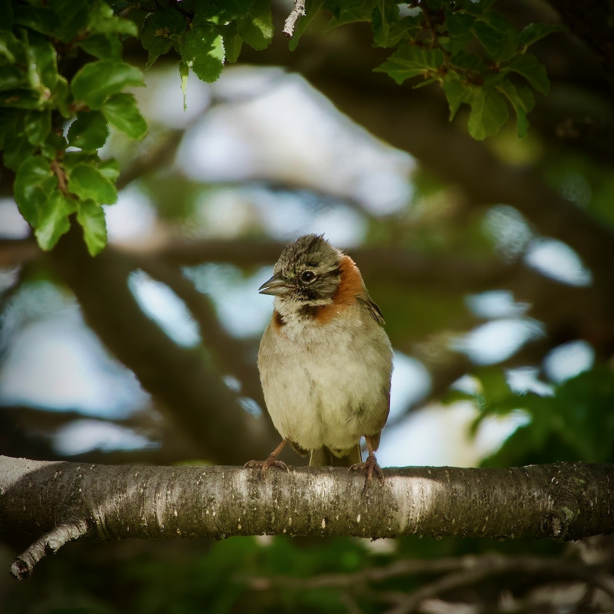Rufous-collared Sparrow - ML631021296