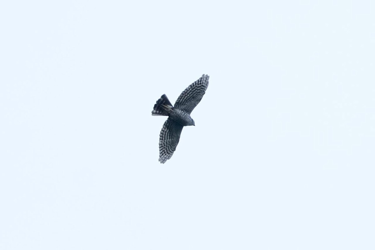 Semicollared Hawk - ML631021587
