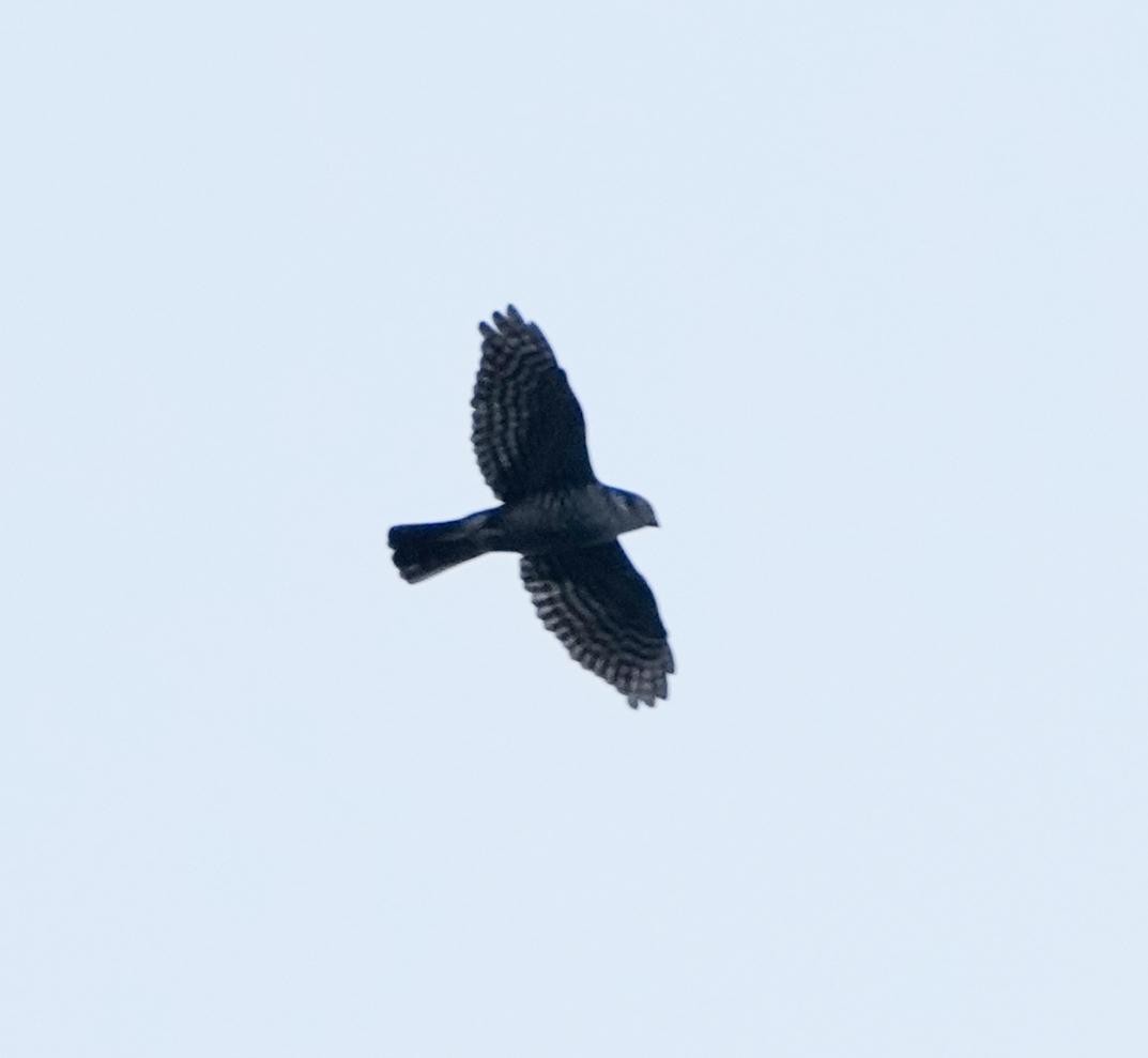 Semicollared Hawk - ML631021588