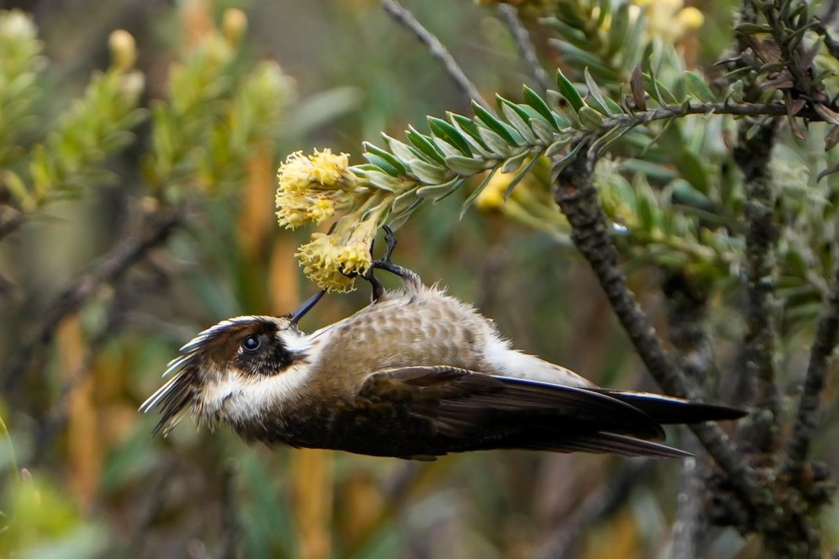 Green-bearded Helmetcrest - Pablo Barrera https://www.adventurescolombiatours.com/