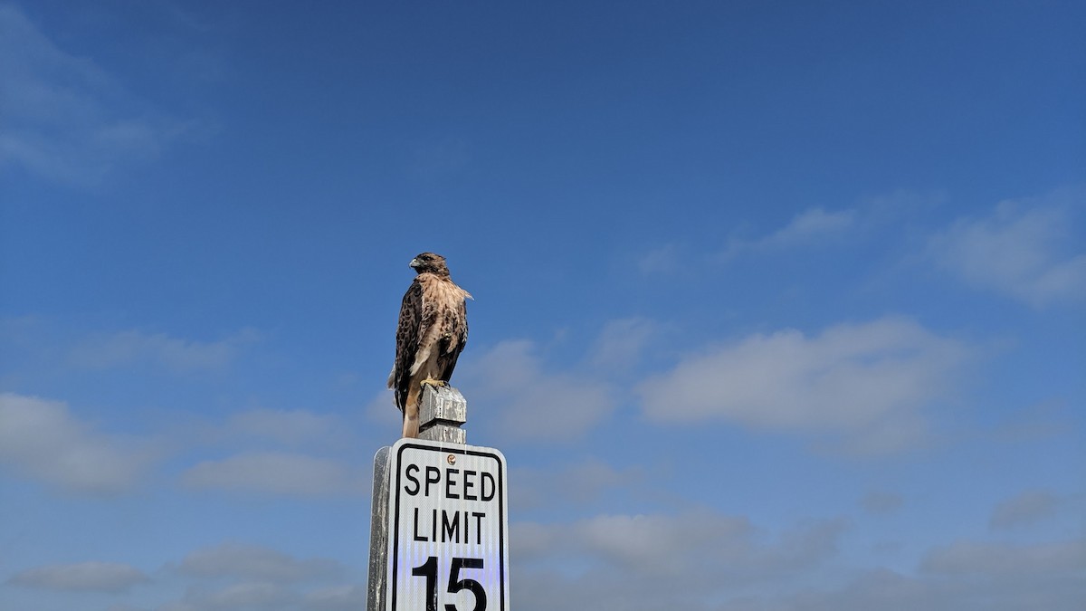 Red-tailed Hawk - ML631021844